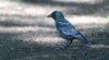 ywp11thmay2025jackdaw2.jpg