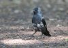 ywp11thmay2025jackdaw1.jpg