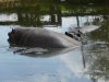 Hippos12May2025_P1030255.JPG