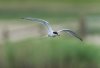fram17thmay2025tern1.jpg