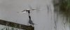fram17thmay2025tern2.jpg