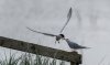 fram17thmay2025tern5.jpg