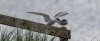 fram17thmay2025tern6.jpg