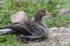 slim24thmay2025greylag2g.jpg
