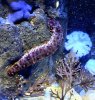 85 Giant California Sea Cucumber.jpg