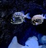 107 Pineapple Fish.jpg