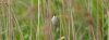 fram7thjune2025sedge.jpg