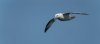bempton15thjune2025fulmar1g.jpg