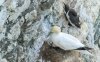 bempton15thjune2025gannet4.jpg
