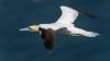 bempton15thjune2025gannet1.jpg