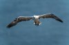 bempton15thjune2025gannet2.jpg