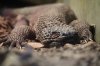 Chiapan Beaded Lizard (3)_Original.jpeg