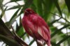 Pompadour Cotinga (2)_Original.jpeg
