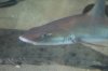 Gray Smoothhound (10)_Original.jpeg