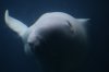 Beluga (23)_Original.jpeg