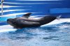 Short-Finned Pilot Whale (14)_Original.jpeg