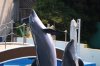 Bottlenose Dolphin (18)_Original.jpeg