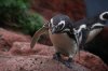 Magellanic Penguin (9)_Original.jpeg
