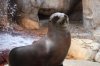 California Sea Lion (10)_Original.jpeg