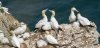 bempton13thjuly2025gannet4.jpg