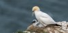 bempton13thjuly2025gannet3.jpg