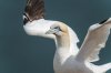 bempton13thjuly2025gannet1.jpg