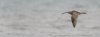 titch12thjuly2025curlew3.jpg