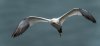bempton13thjuly2025gannet5.jpg