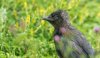 slimbridge15thjuly2025jackdaw.jpg