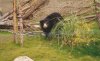 2025 Sloth Bear I.jpg