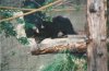 2025 Sloth Bear IV.jpg