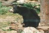 2025 Sloth Bear a.jpg