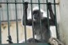 langur1.jpg