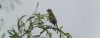 frampton26thjuly2025linnet.jpg