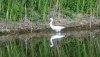 lake16thaugust2025egret.jpg