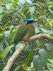 Amazonian Motmot (Momotus momota) 5 Nov 24.jpg