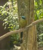 Amazonian Motmot (Momotus momota) 30 Jun 25.jpg