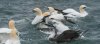 bempton18thaugust2025gannet2.jpg