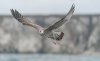 bempton18thaugust2025gull2.jpg