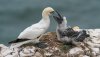 bempton18thaugust2025gannets9g.jpg