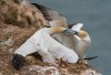 bempton18thaugust2025gannets7.jpg