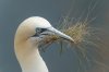 bempton6thseptember2025gannet7.jpg