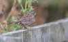 bemp6septdunnock.jpg