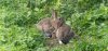 far21stseptember2025rabbit2.jpg