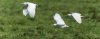 egrets6.jpg