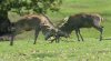 woburn6thoctober2025stags.jpg