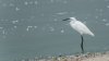 farmoor8thoctober2025egret.jpg