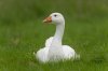 farmoor8thoctober2025goose2.jpg
