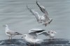 farmoor8thoctober2025gull1.jpg