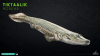 Viv_Tiktaalik.png
